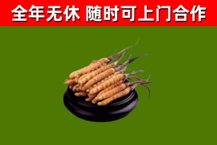 册亨烟酒回收冬虫夏草.jpg